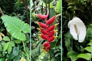 Plants and flowers of Hawaii Tropical Botanical Garden