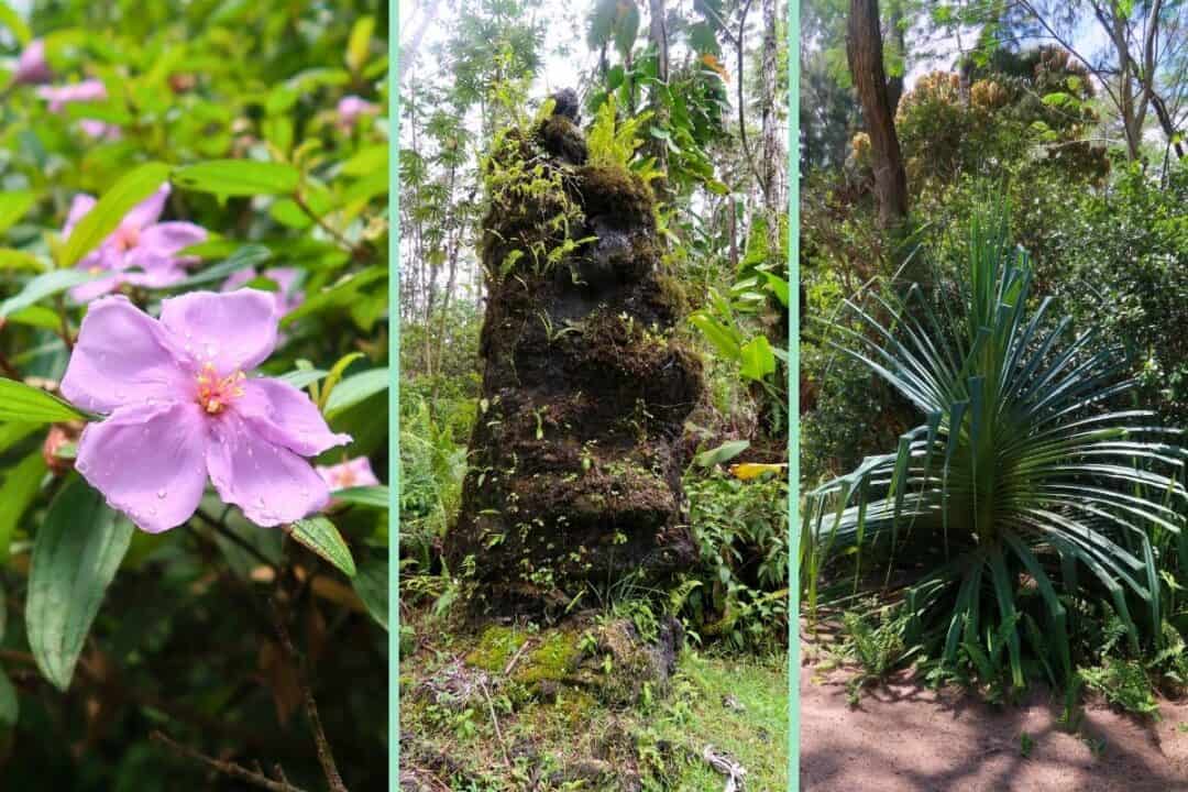 We went to the Lava Tree State Monument and learned about it's flora, fauna, and of course - the lava trees!