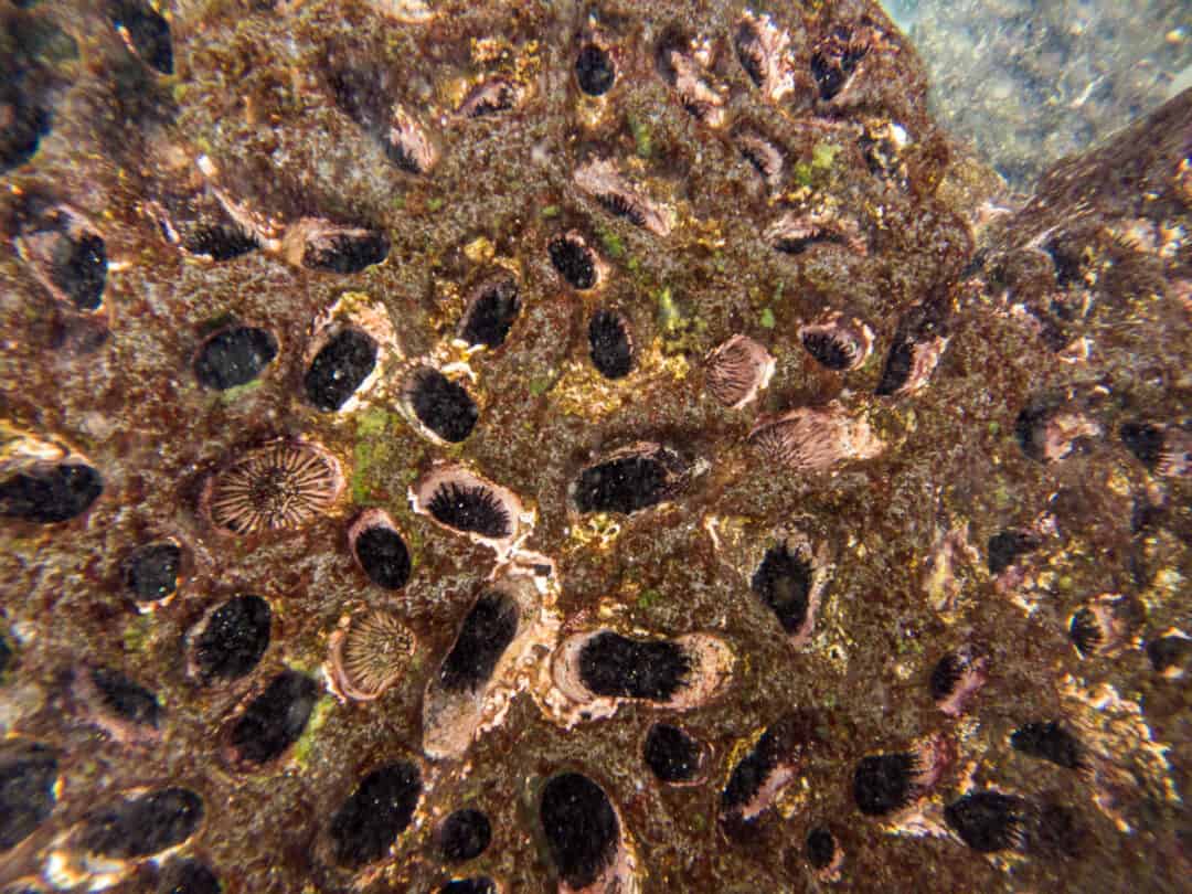 Pokey sea urchins embedded within the second step at Two Step Beach