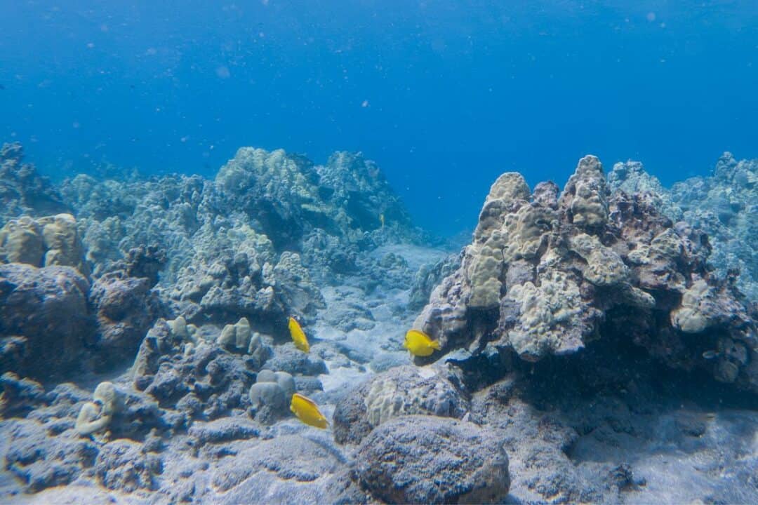 hookena snorkeling reef underwater