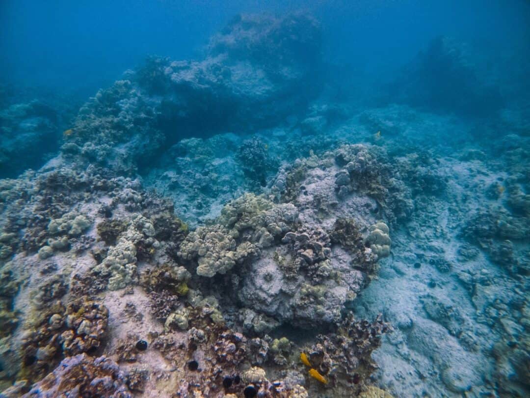 Manini Beach - The Most Underrated Snorkeling in Kealakekua Bay 8 Coral reef at Manini Beach Hawaii