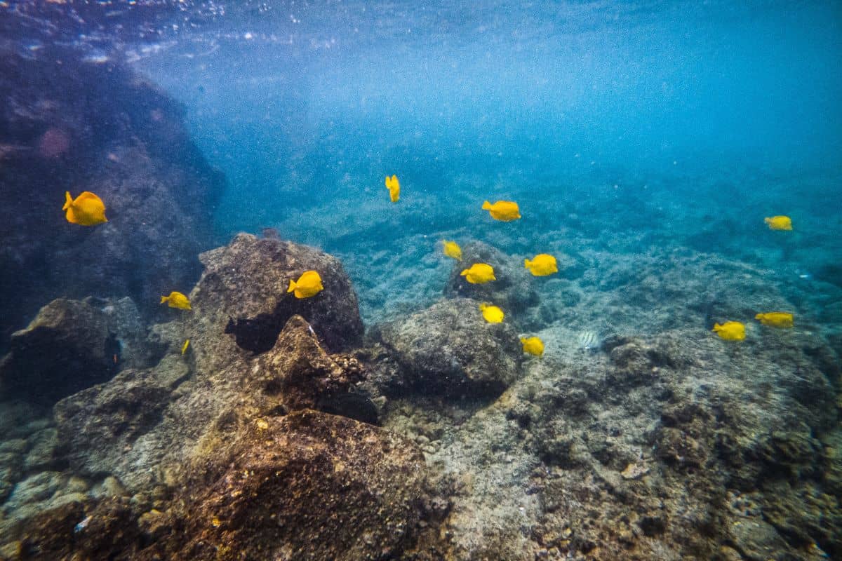 Yellow fish underwater at Manini Beach seen while snorkeling