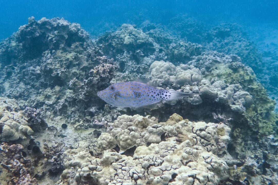 scrawled filefish in manini beach