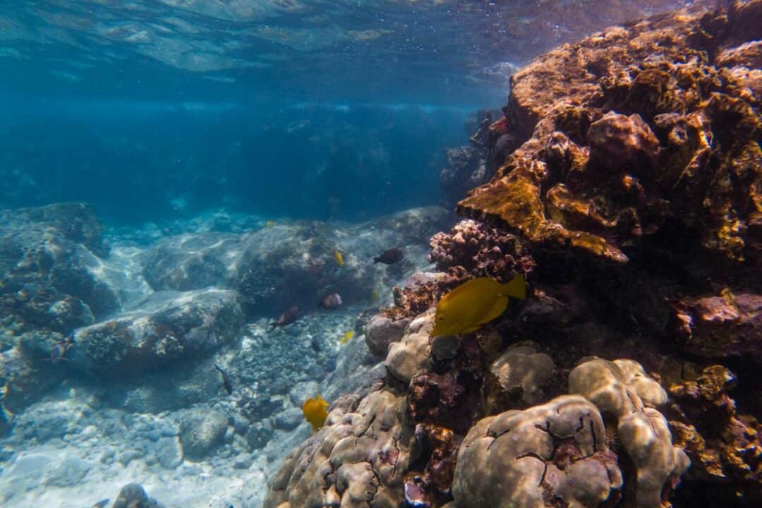 Yellow tang fish at Two Step Beach reef