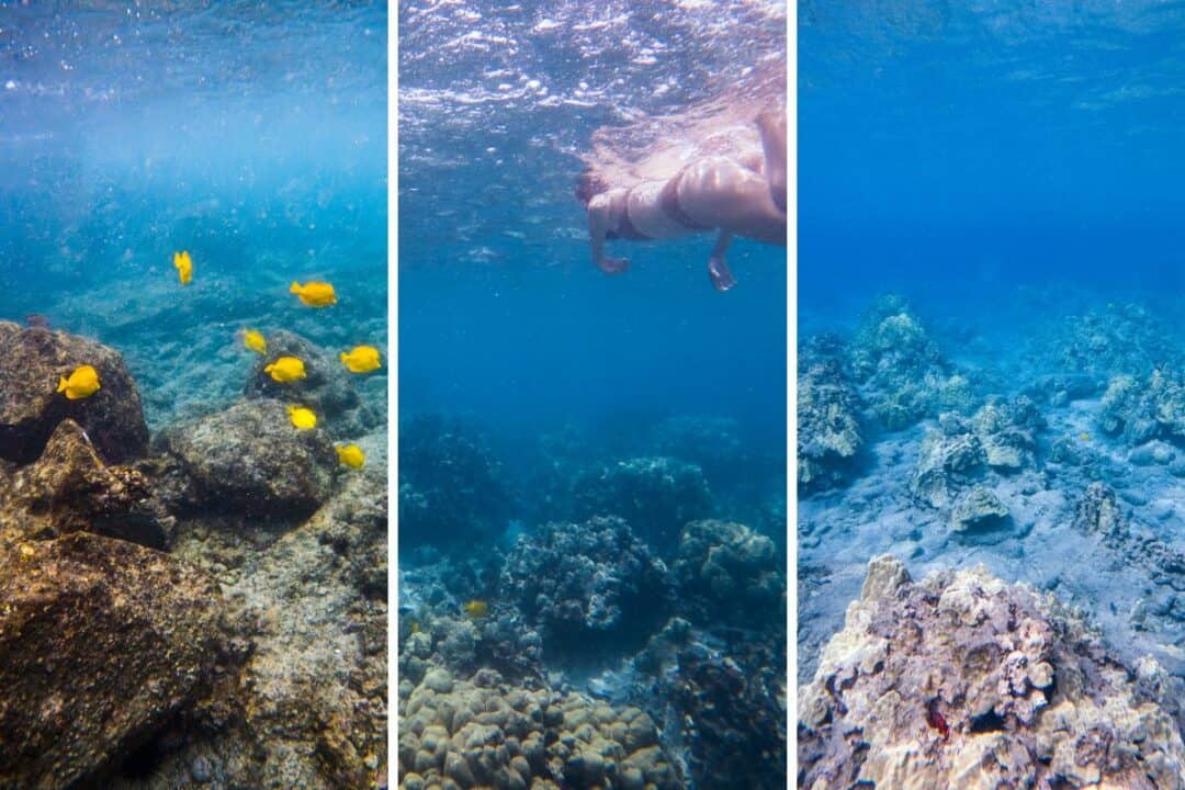 captain cook snorkeling