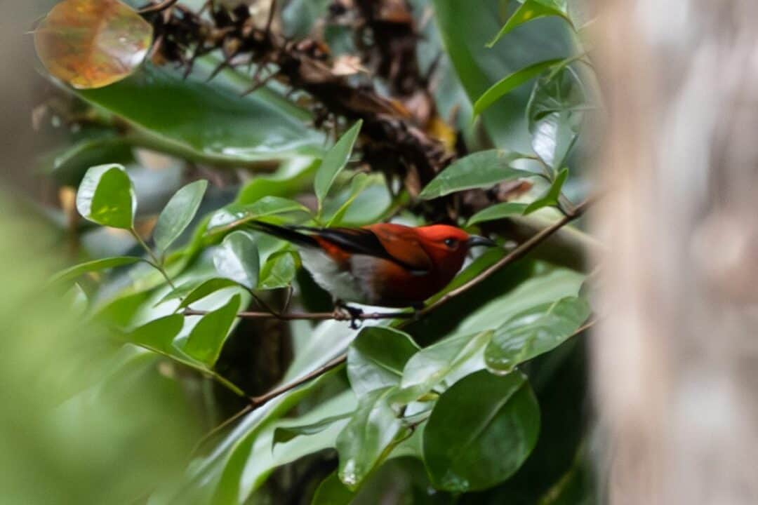 ‘Apapane in the forest