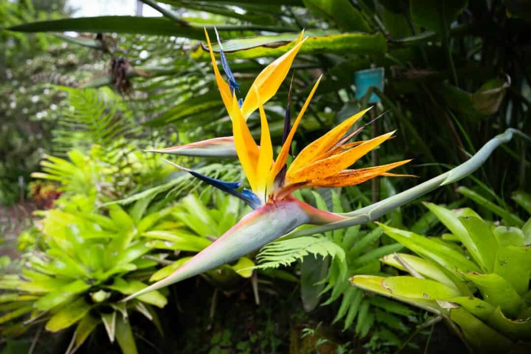 Bird of Paradise flower in Kula Botanical Garden