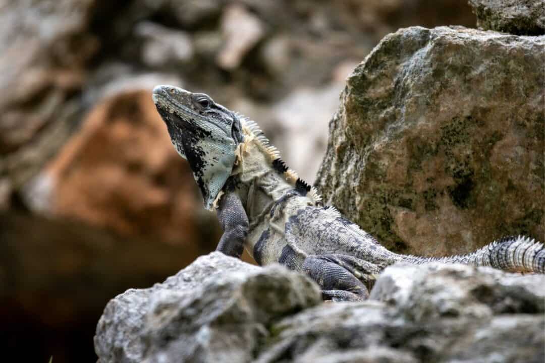 Black spiny-tailed iguana sitting on a rock near Chichen Itzá