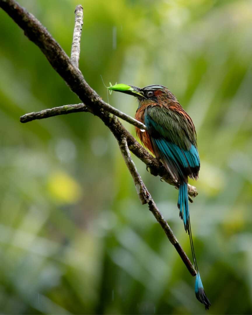 T'ho bird eating an insect at Cenote Ik Kil