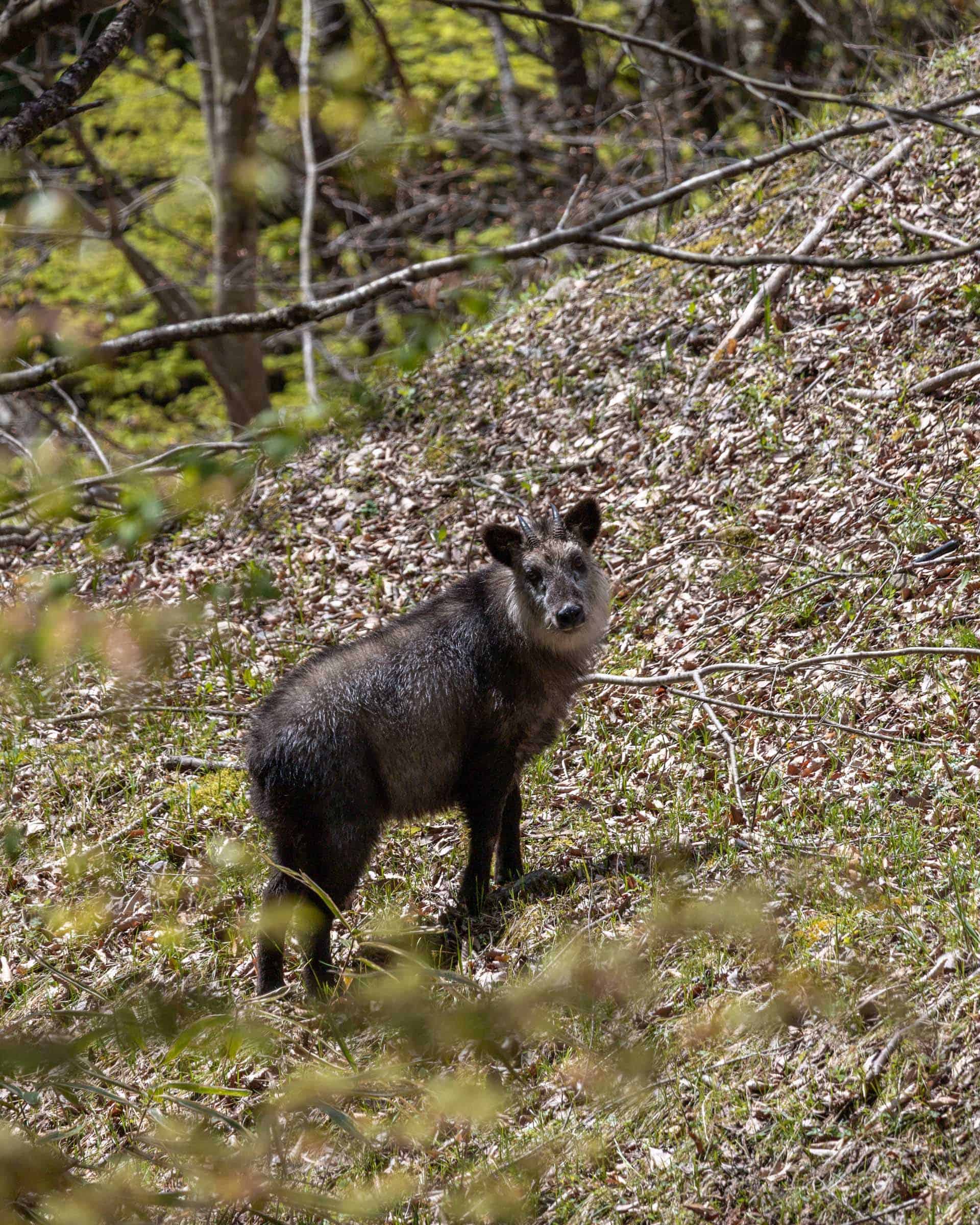 Kamoshika in Japan