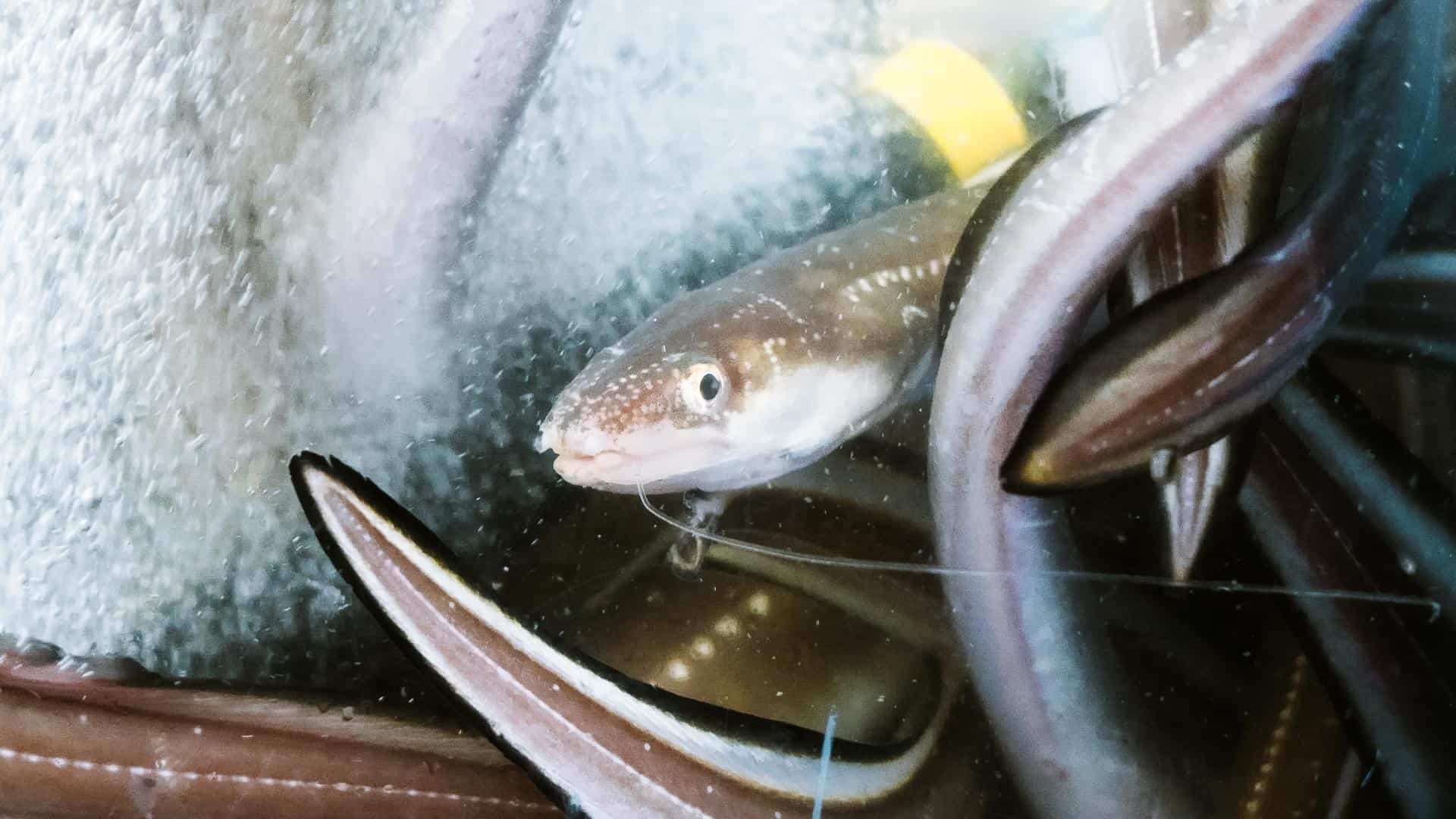 Eel at Jagalchi Market