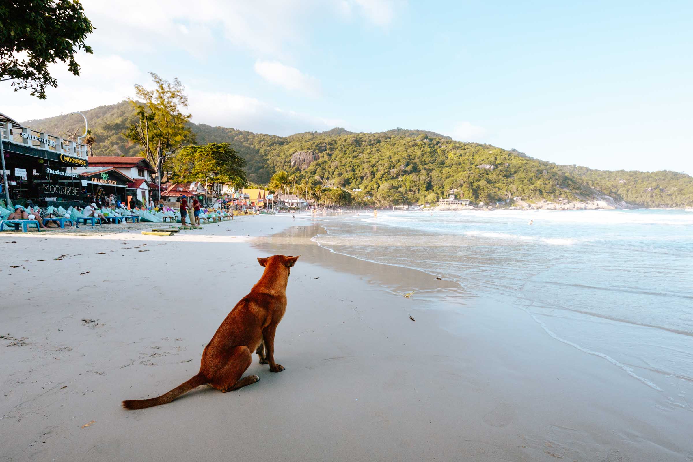 Dog on beach at Haad Rin