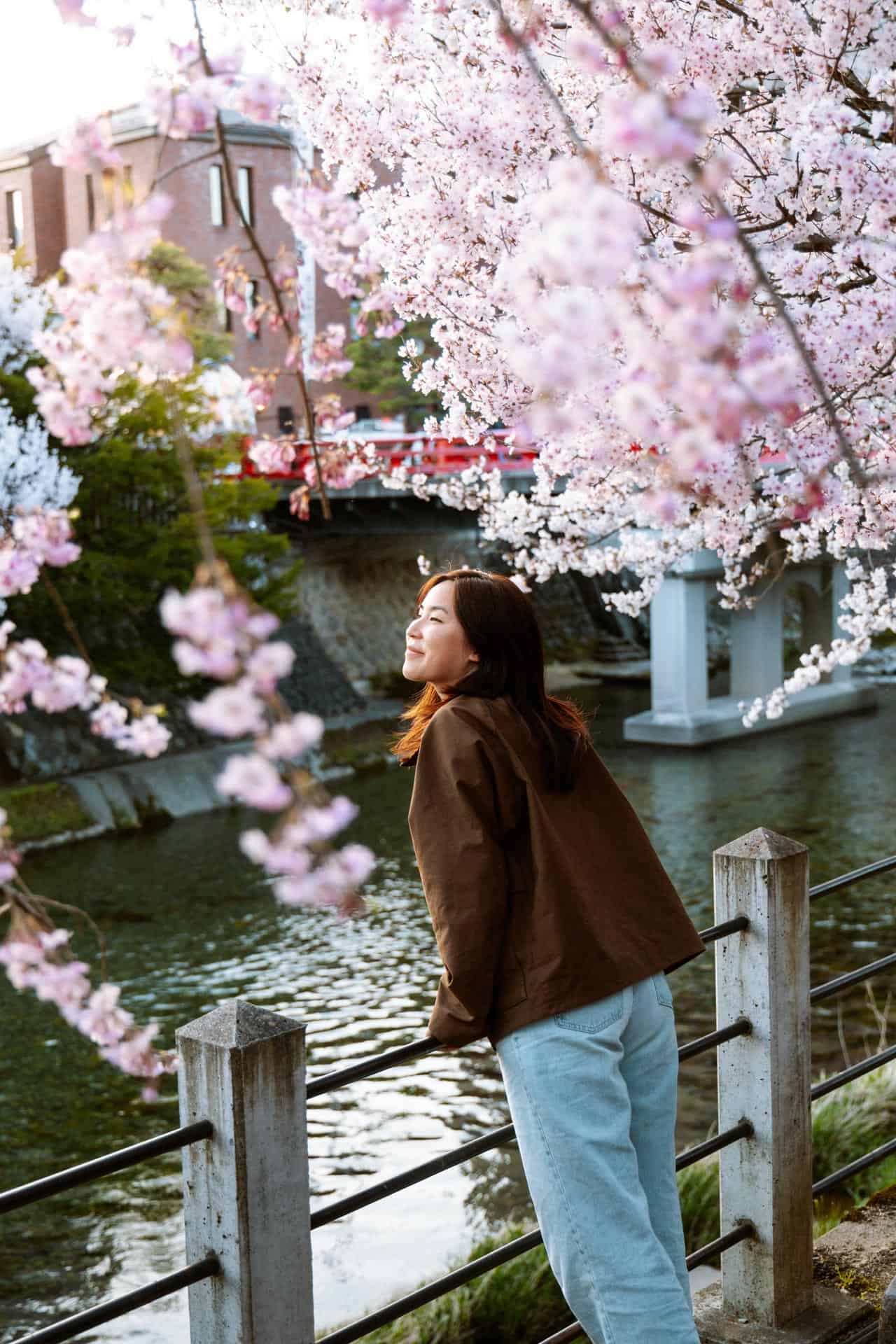 Takayama Cherry Blossoms on Miyagawa River