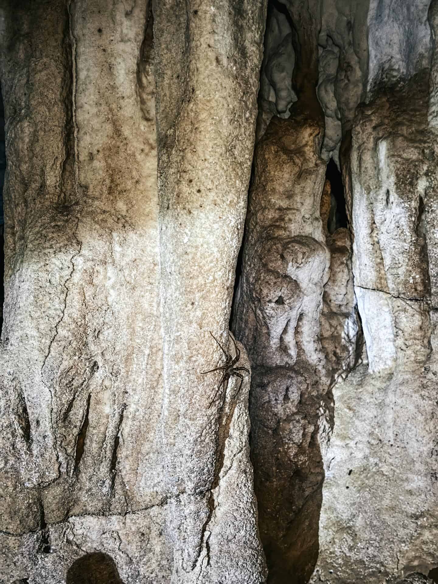 Cave spider in Princess Manan-aw Cave in Bohol, Philippines