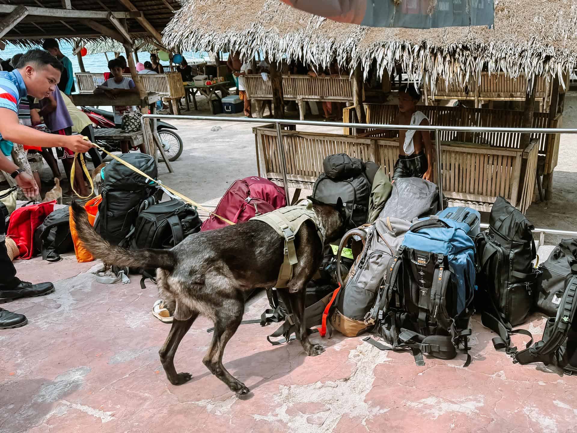 How to Get from Oslob to Bohol by Ferry: Complete Guide 12 Drug dog at Oslob to Bohol Ferry