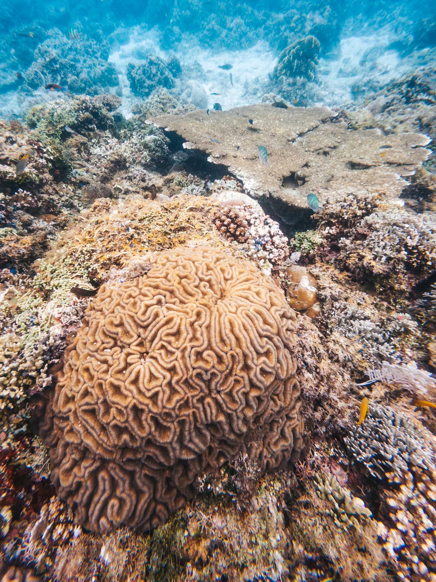 Balicasag Island Snorkeling: Is It Worth It? 10 Sea anemone at Balicasag Island reef