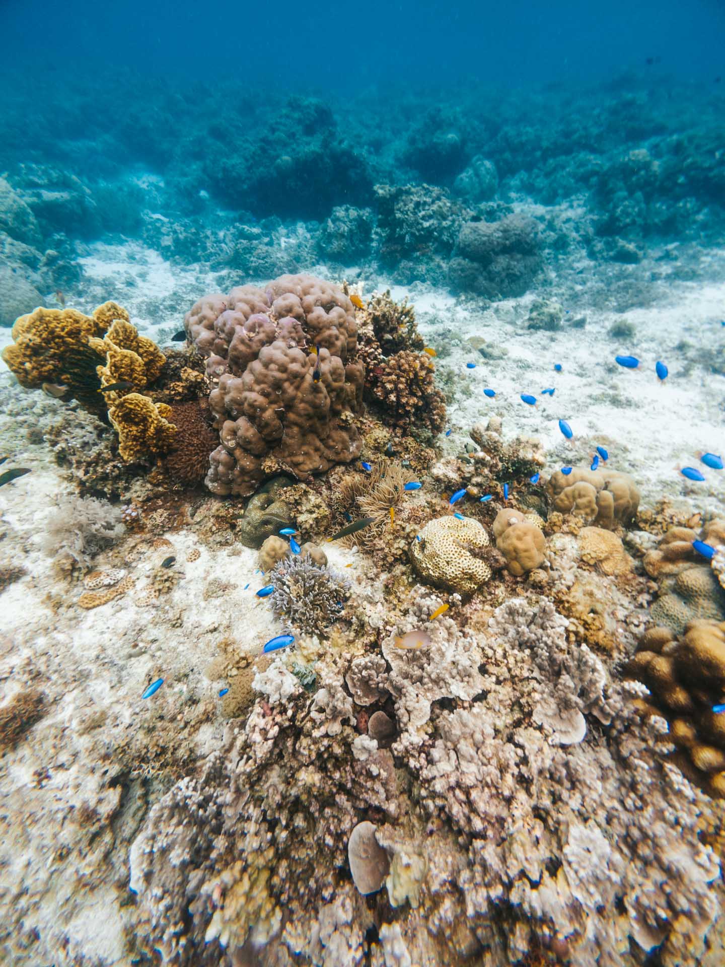 Balicasag Island Snorkeling: Is It Worth It? 16 Blue reef fish at Balicasag Island