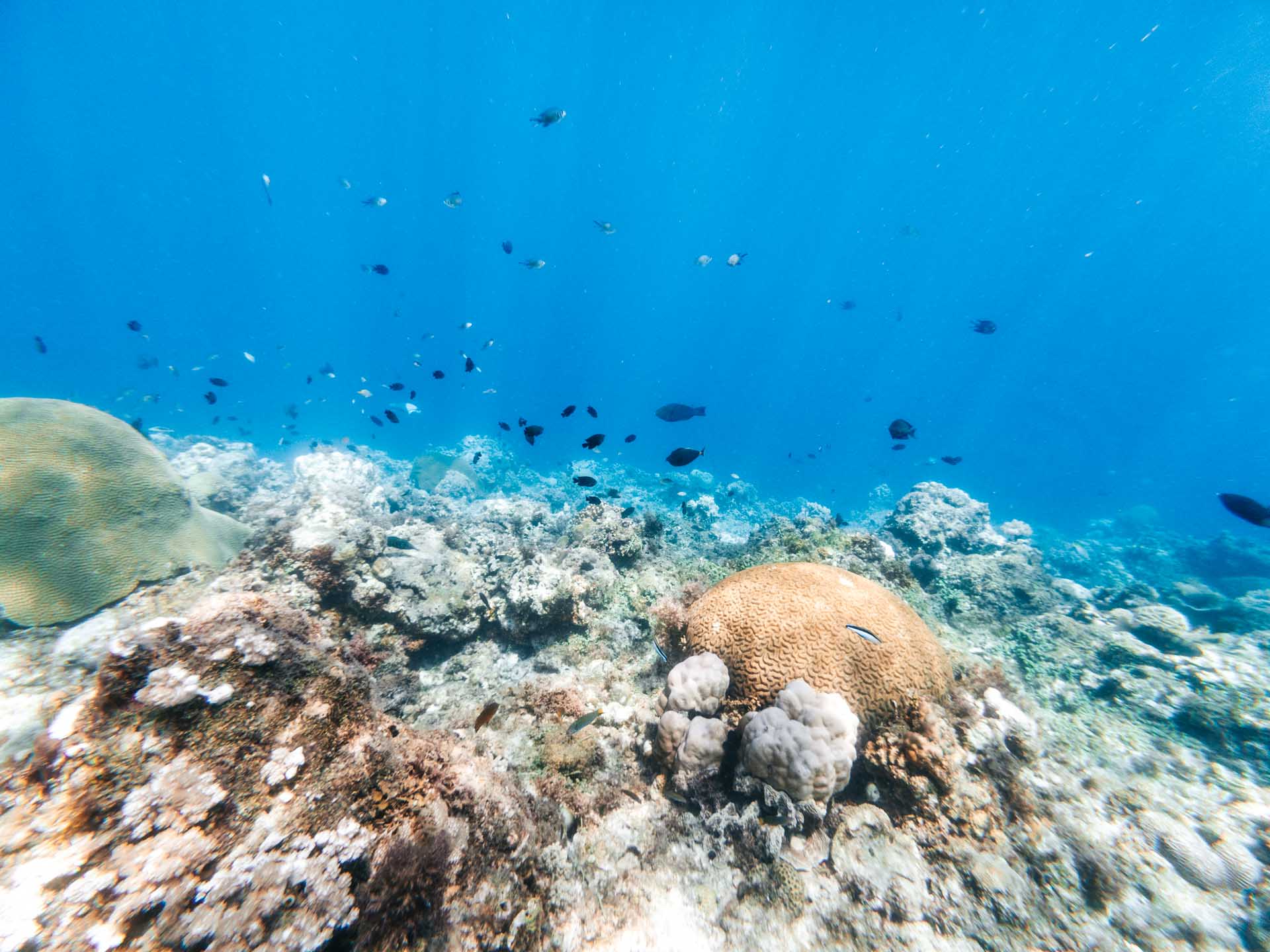 Balicasag Island Snorkeling: Is It Worth It? 6 Reef fish at Balicasag Island