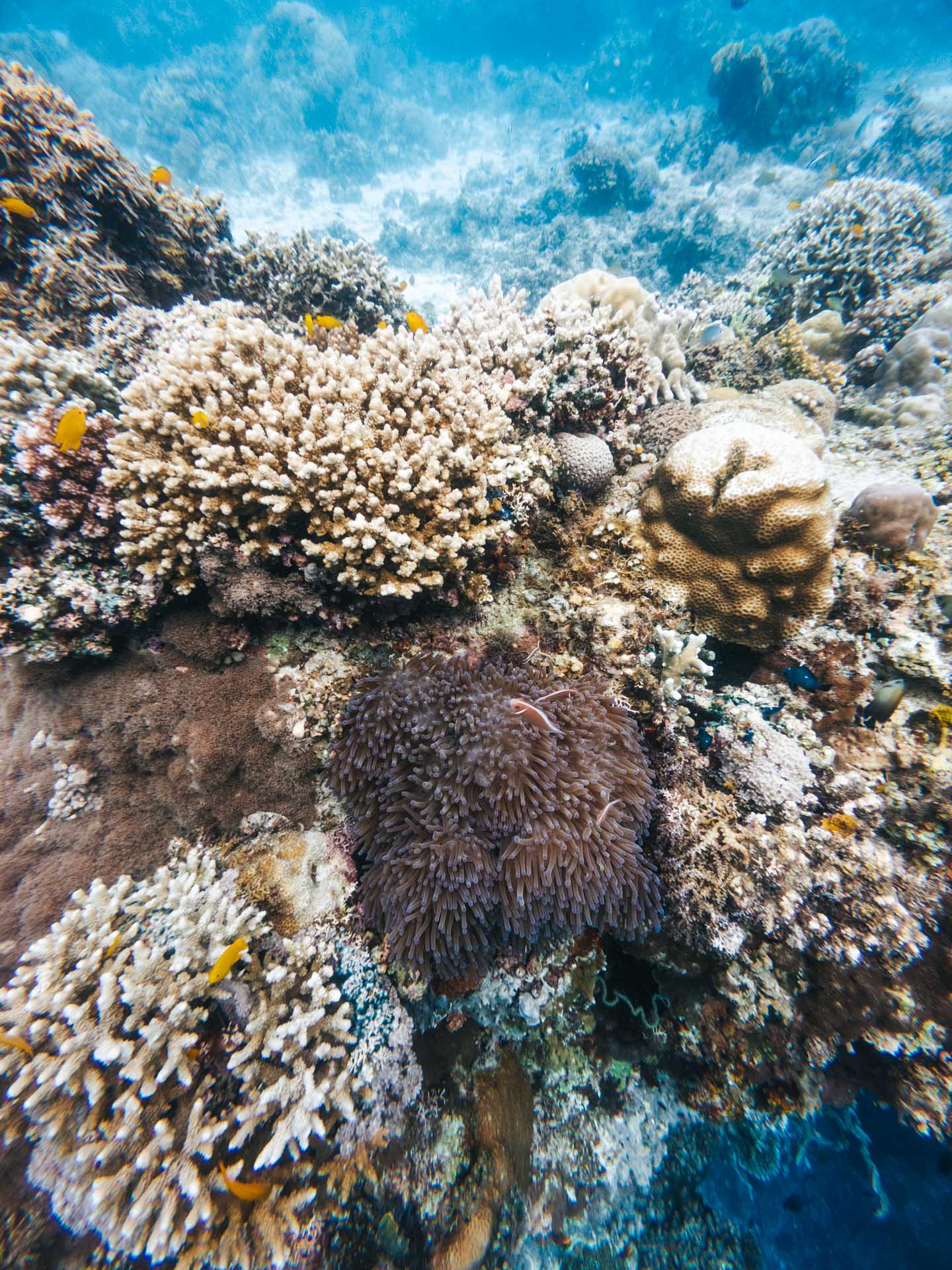 Balicasag Island Snorkeling: Is It Worth It? 15 Coral reef at Balicasag Island