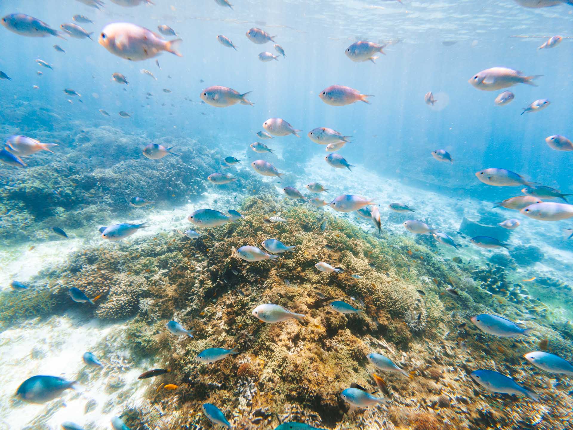 3 Days in Bohol: The Perfect Bohol Itinerary 24 Fish on Balicasag Island in Bohol