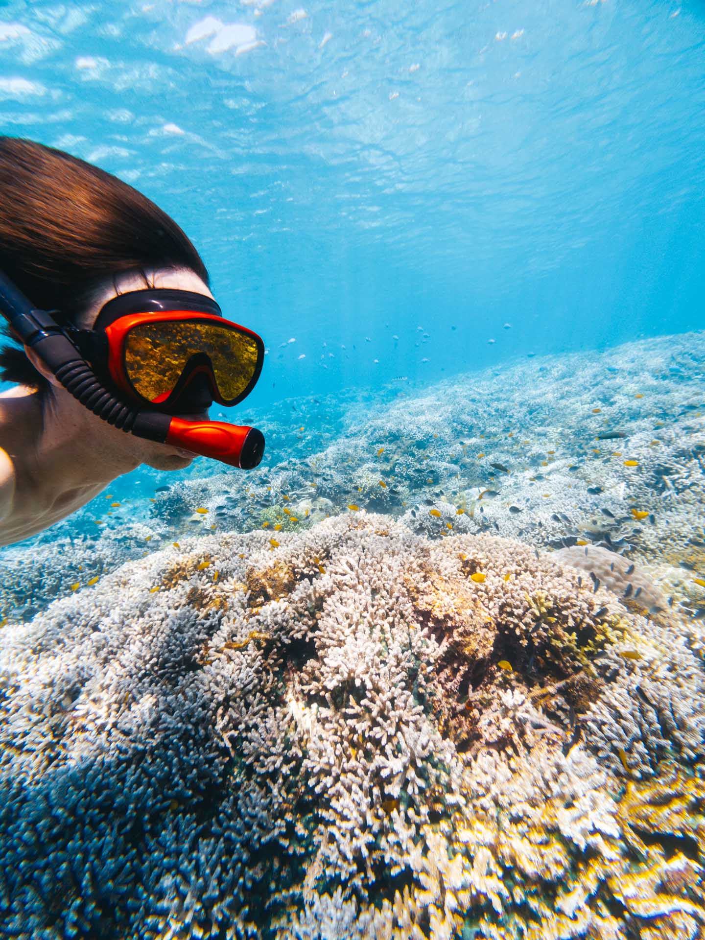 3 Days in Bohol: The Perfect Bohol Itinerary 25 Balicasag Island Snorkeling