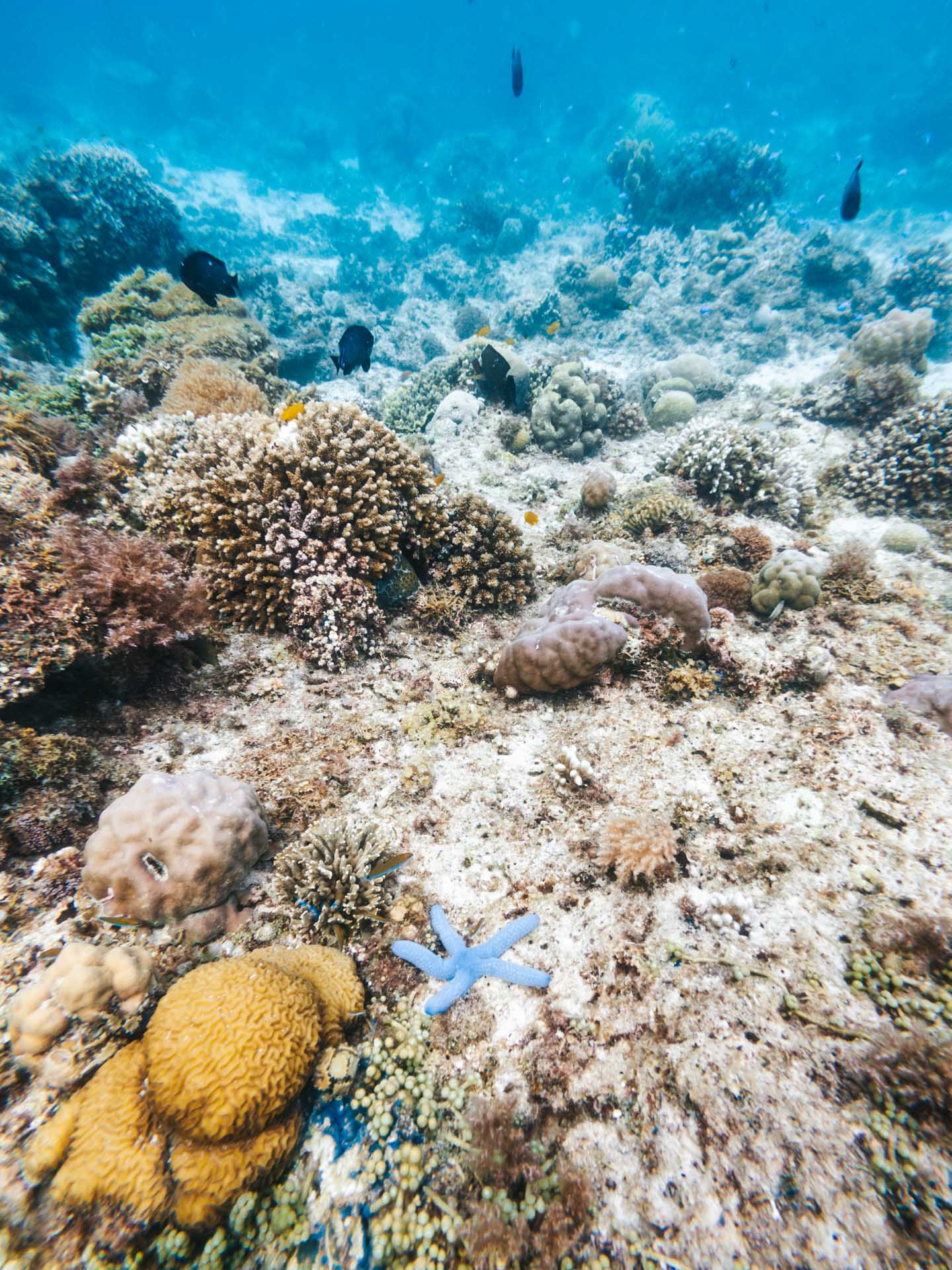 Balicasag Island Snorkeling: Is It Worth It? 4 Blue starfish at Balicasag Island