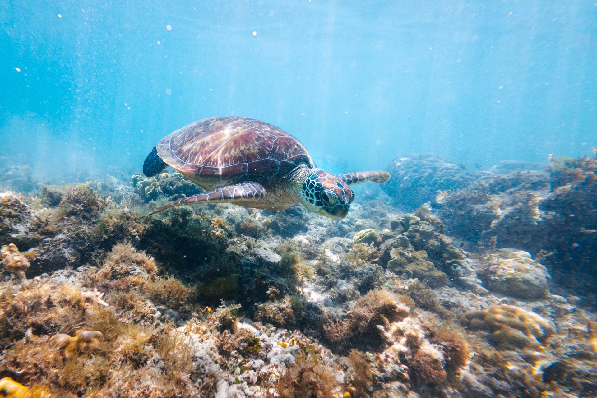 3 Days in Bohol: The Perfect Bohol Itinerary 23 Turtle on Balicasag Island in Bohol