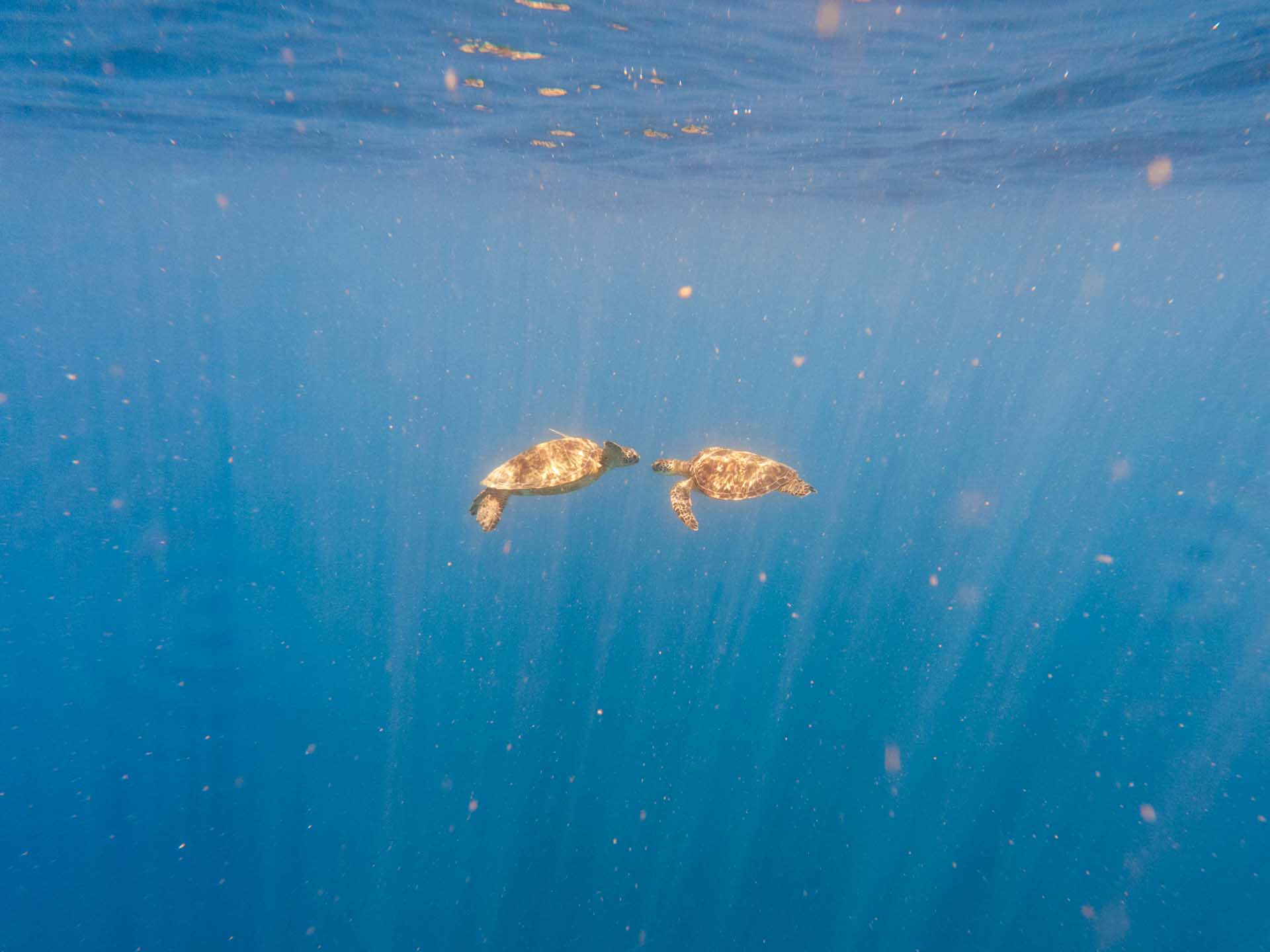 Balicasag Island Snorkeling: Is It Worth It? 17 Turtles kissing at Balicasag Island