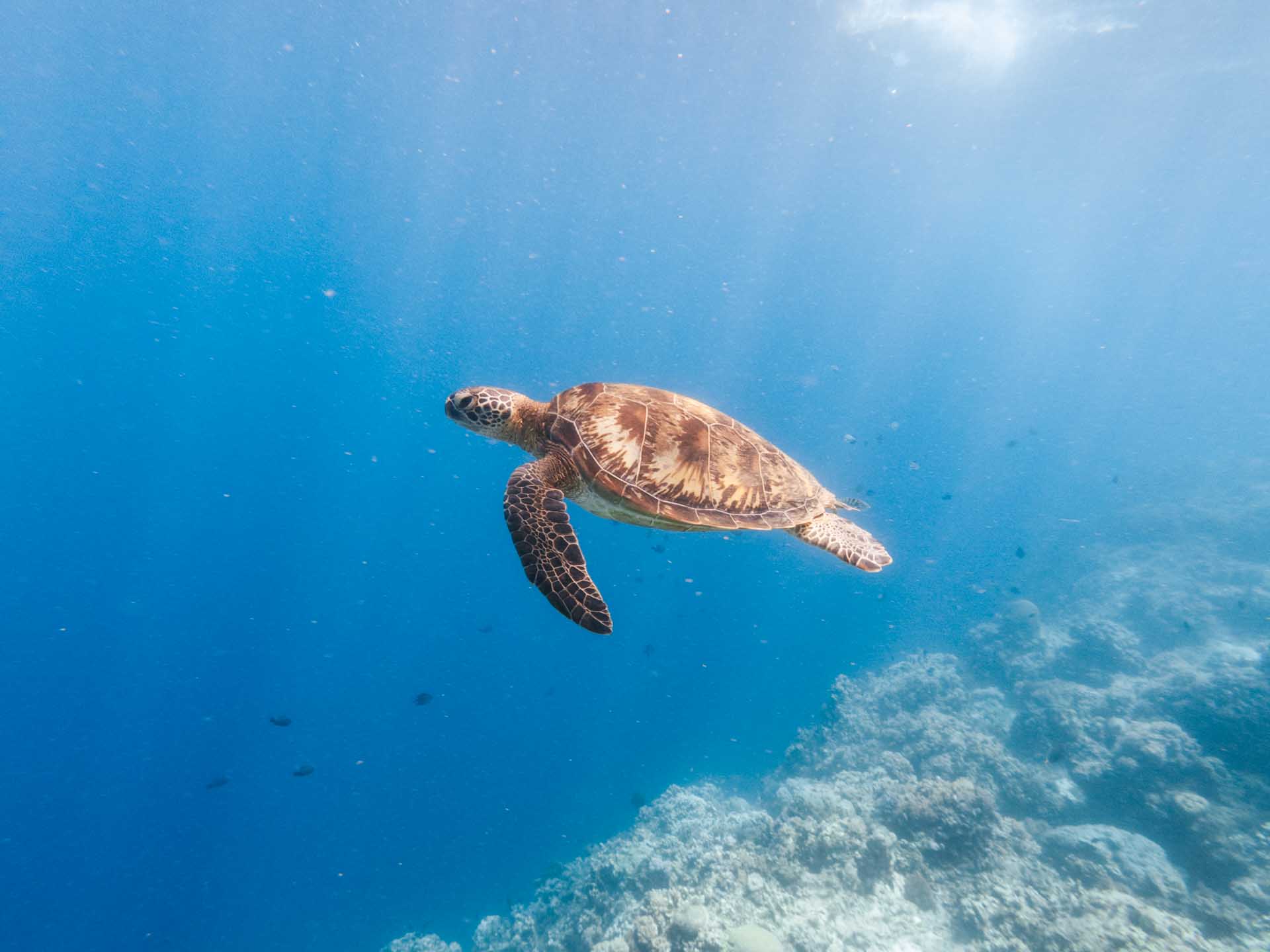 24 Awesome Things to Do in Bohol: Complete Guide 5 Turtle at Balicasag Island