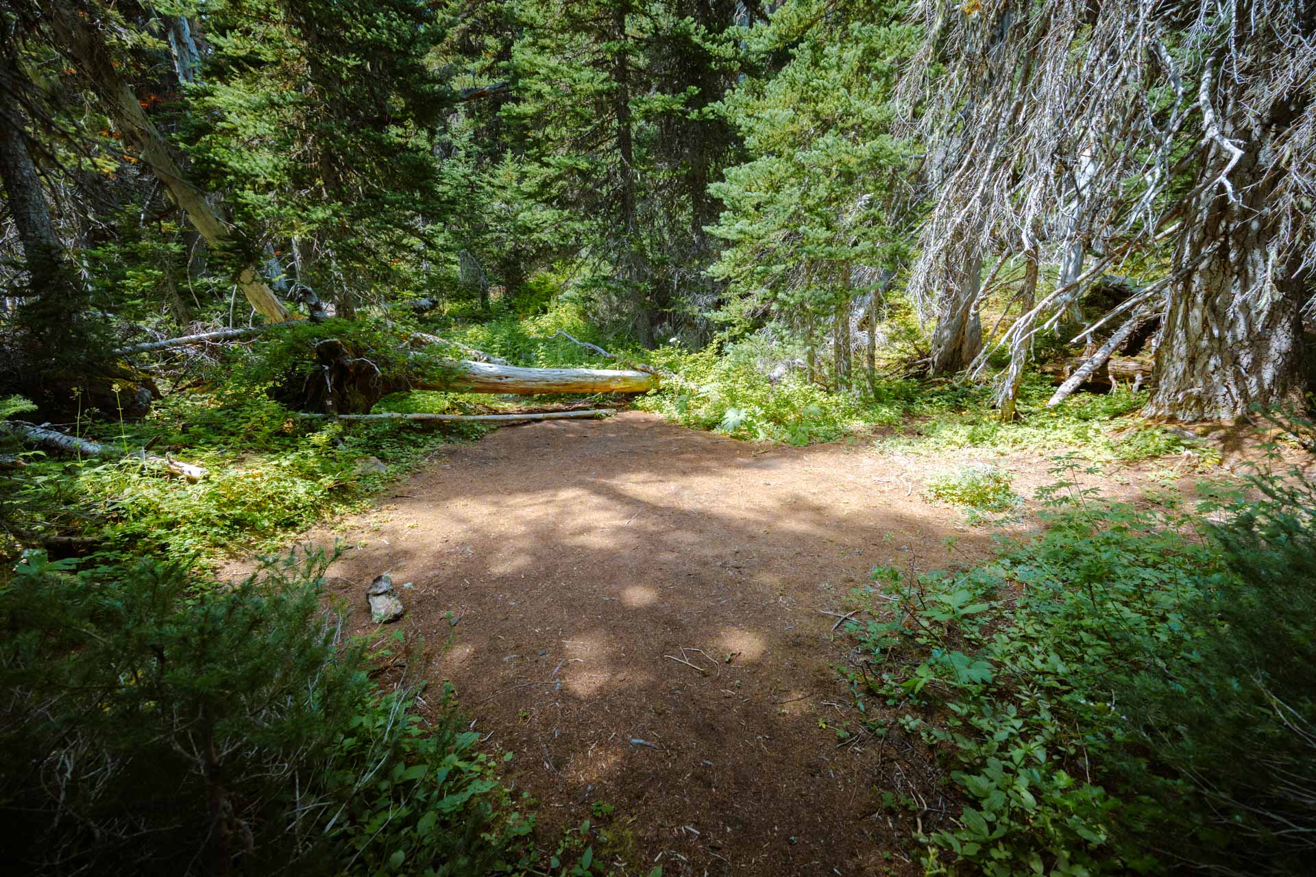 Small campsite near Buckhorn Lake on Tubal Cain Trail