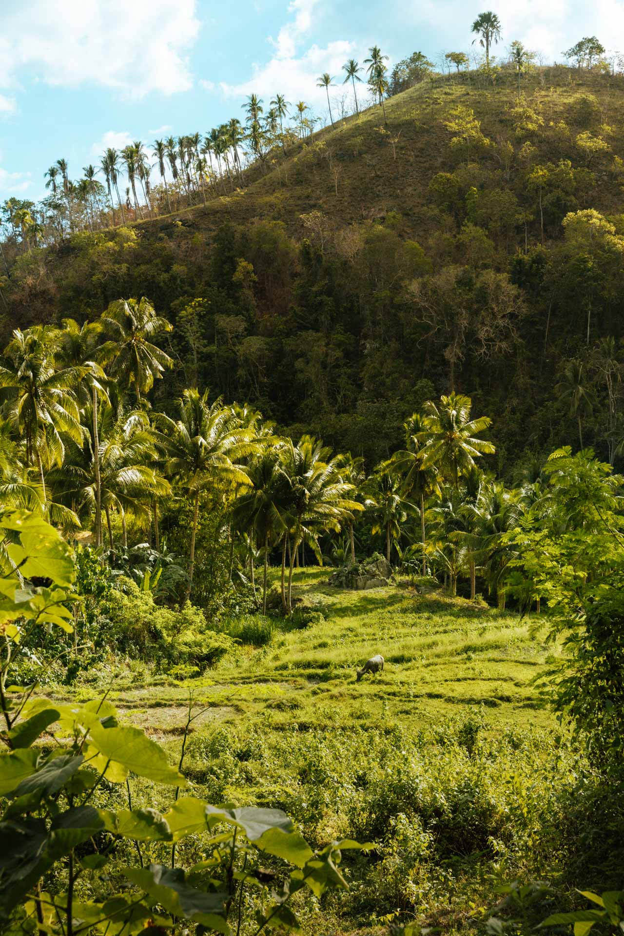 Dam Agan Falls in Bohol: Our Complete Guide 8 Carabao in rice fields in Dimiao Bohol