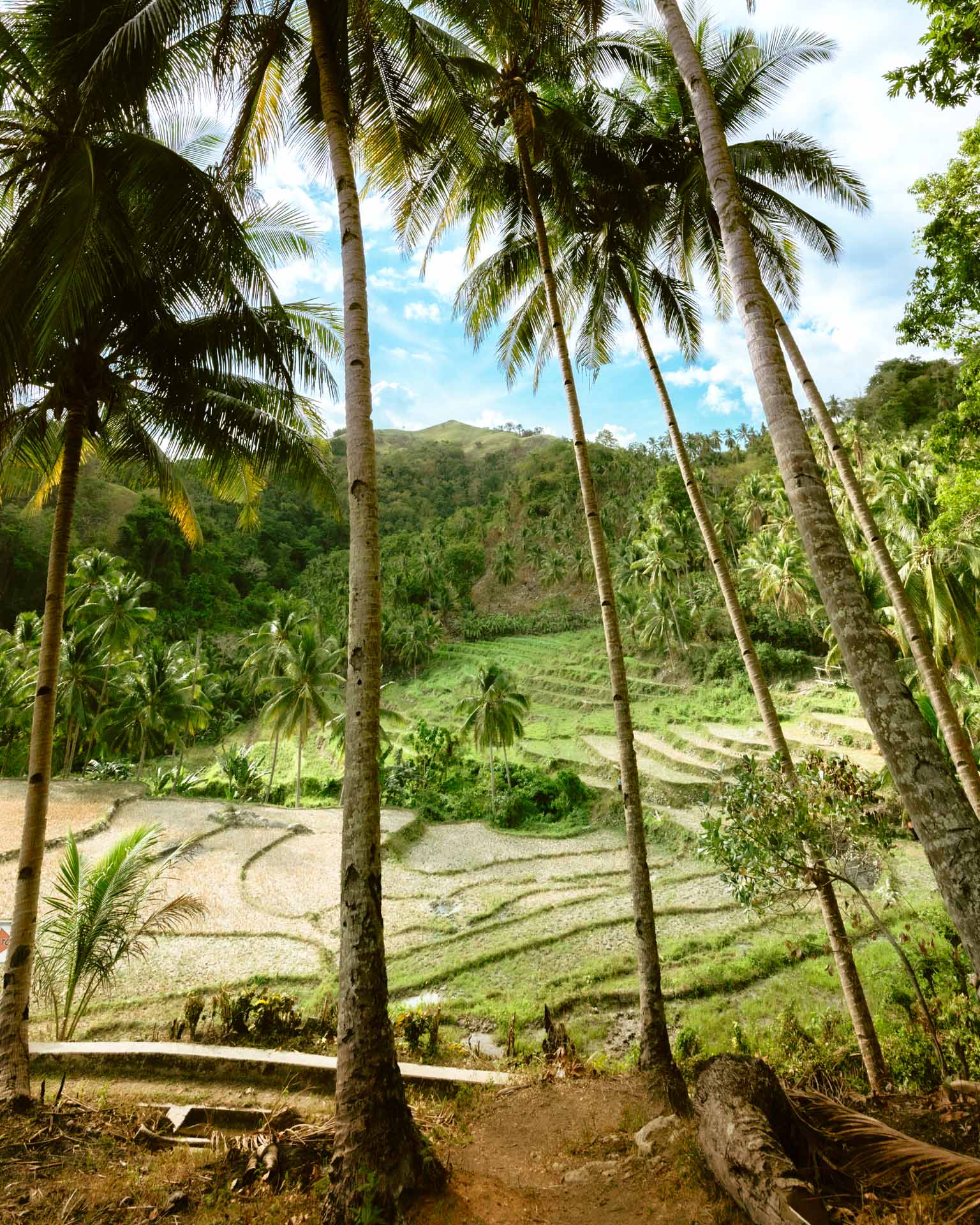 Dam Agan Falls in Bohol: Our Complete Guide 5 Dam Again Falls trail in Dimiao Bohol