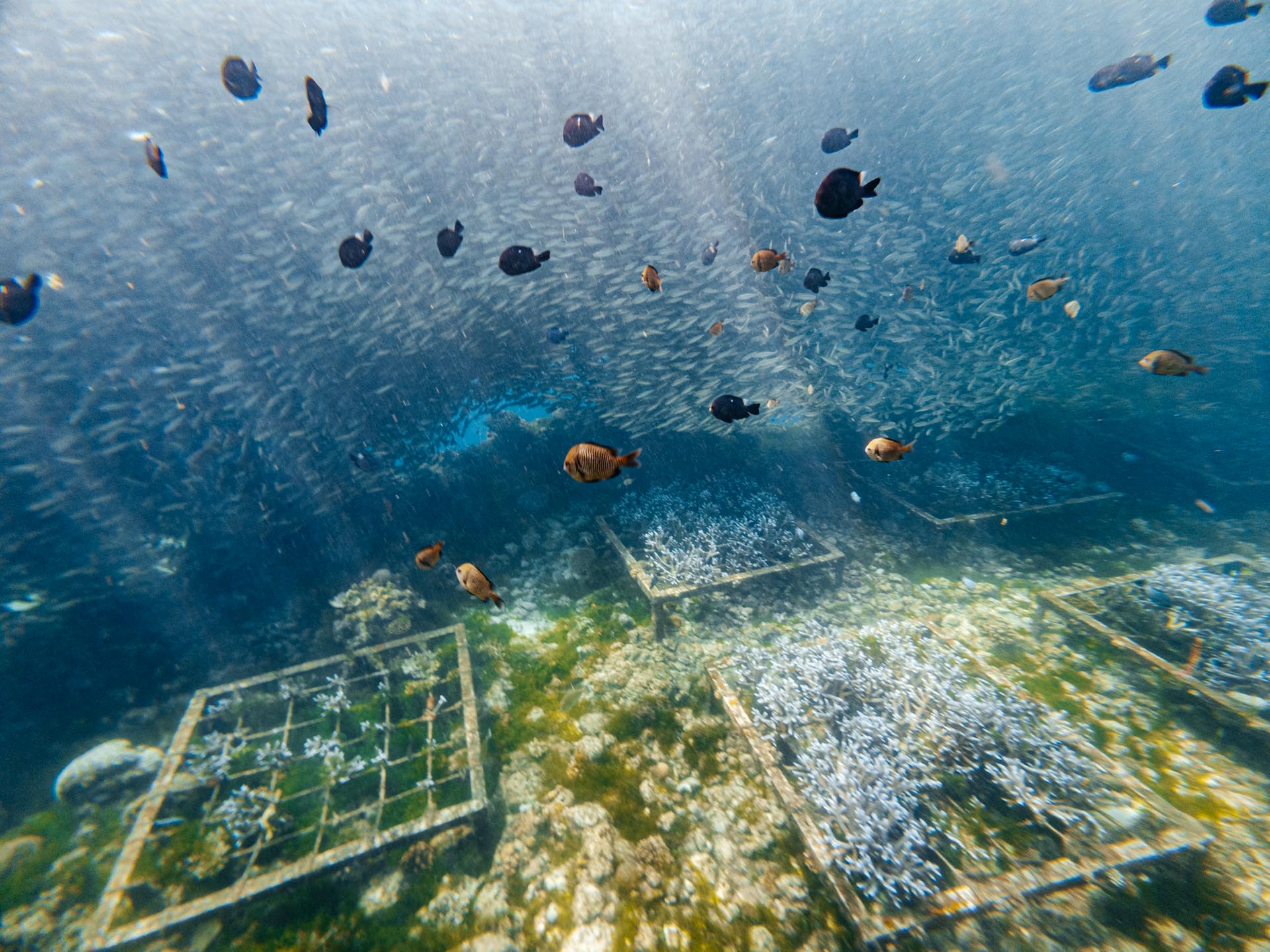 Artificial reef in Napaling Reef