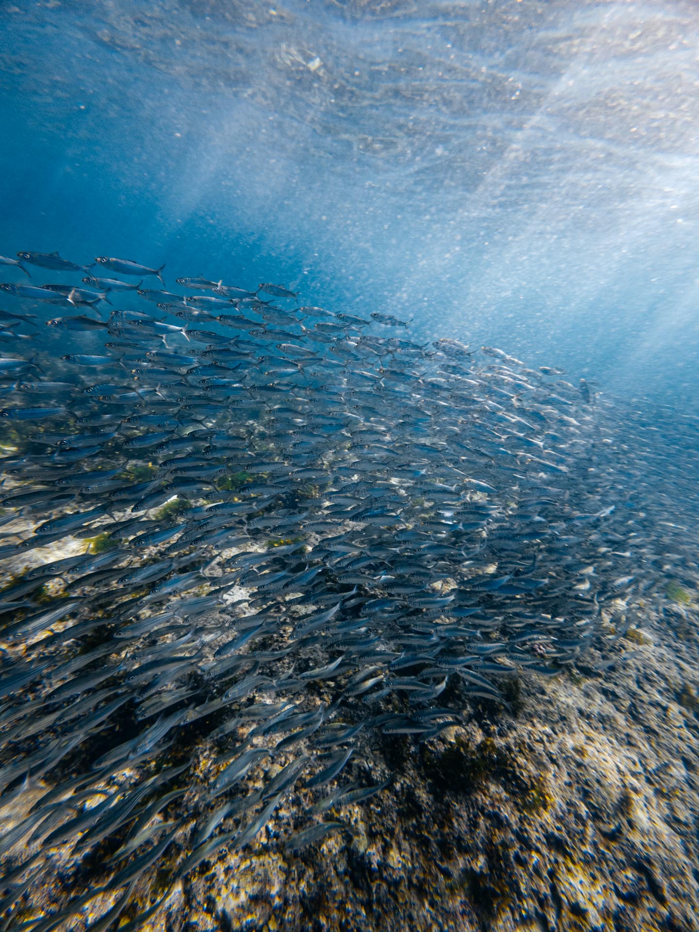 Napaling Reef Snorkeling Sardines