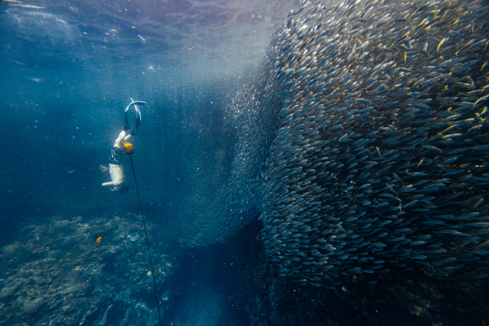 Snorkeling with Sardine Run in Panglao Napaling Reef