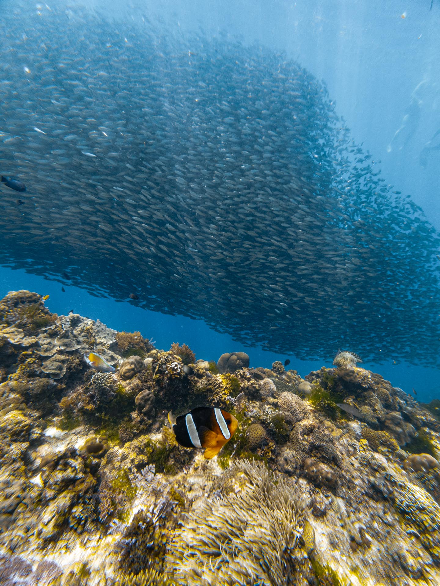 Clownfish at Napaling Reef