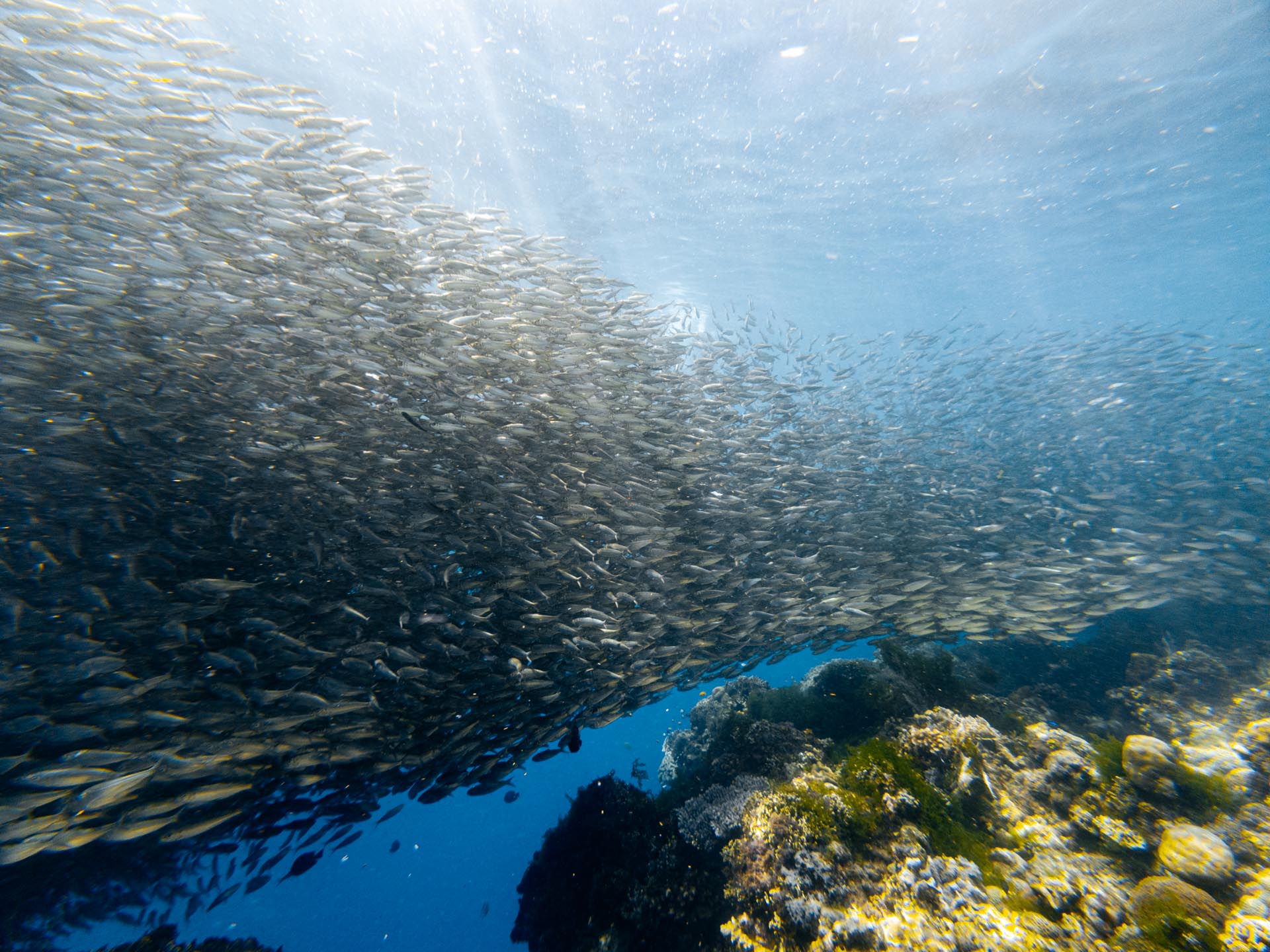 Sardine run in Panglao Napaling Reef