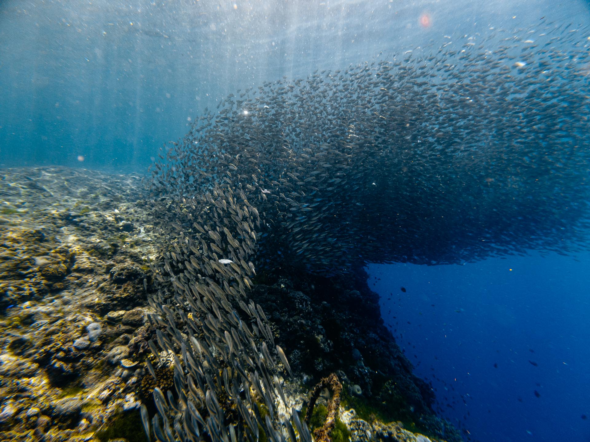 Sardines at Napaling Reef