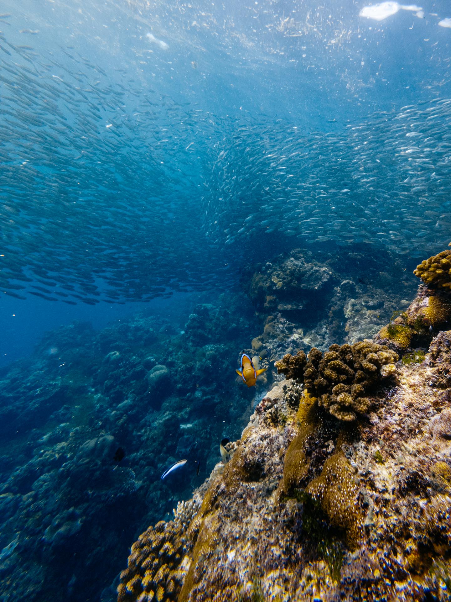 Clownfish at Napaling Reef