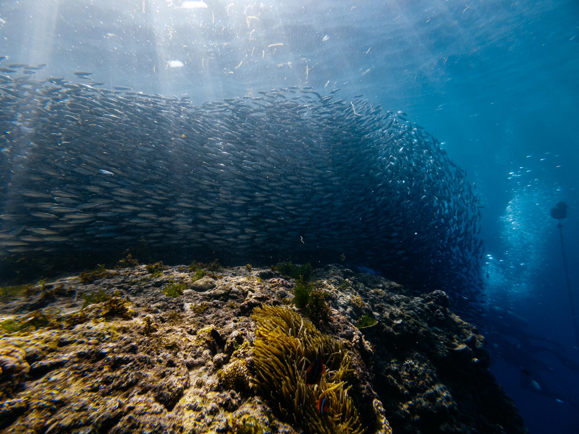 Sardine run at Napaling Reef Panglao