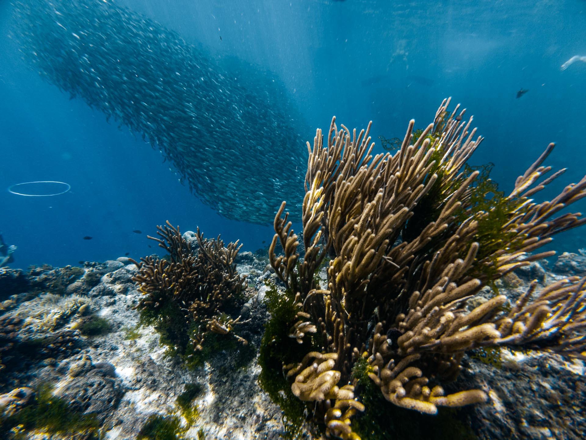 Napaling Reef Snorkeling Panglao Bohol