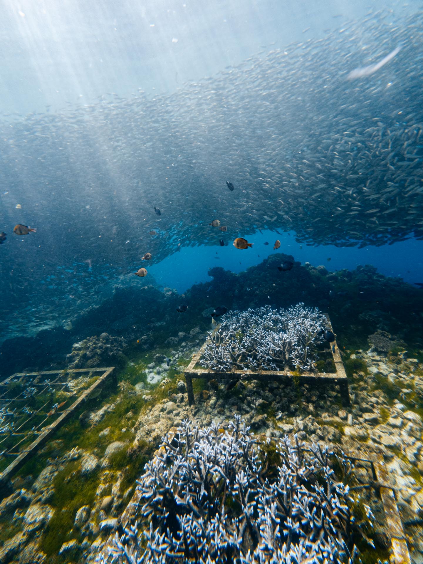 Sardines in Reef in Napaling Reef