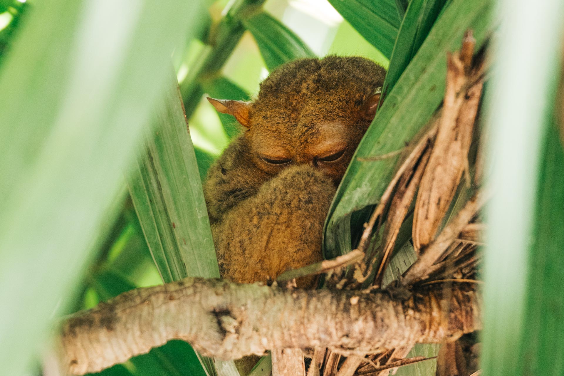 3 Days in Bohol: The Perfect Bohol Itinerary 14 Sleepy Tarsier in Bohol Philippine Tarsier Sanctuary