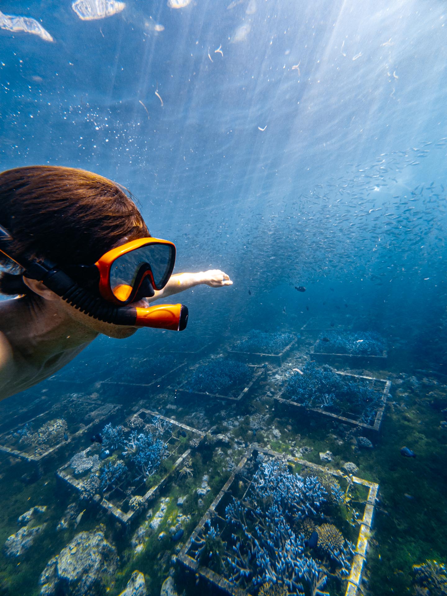 Snorkeling at Napaling Reef in Panglao