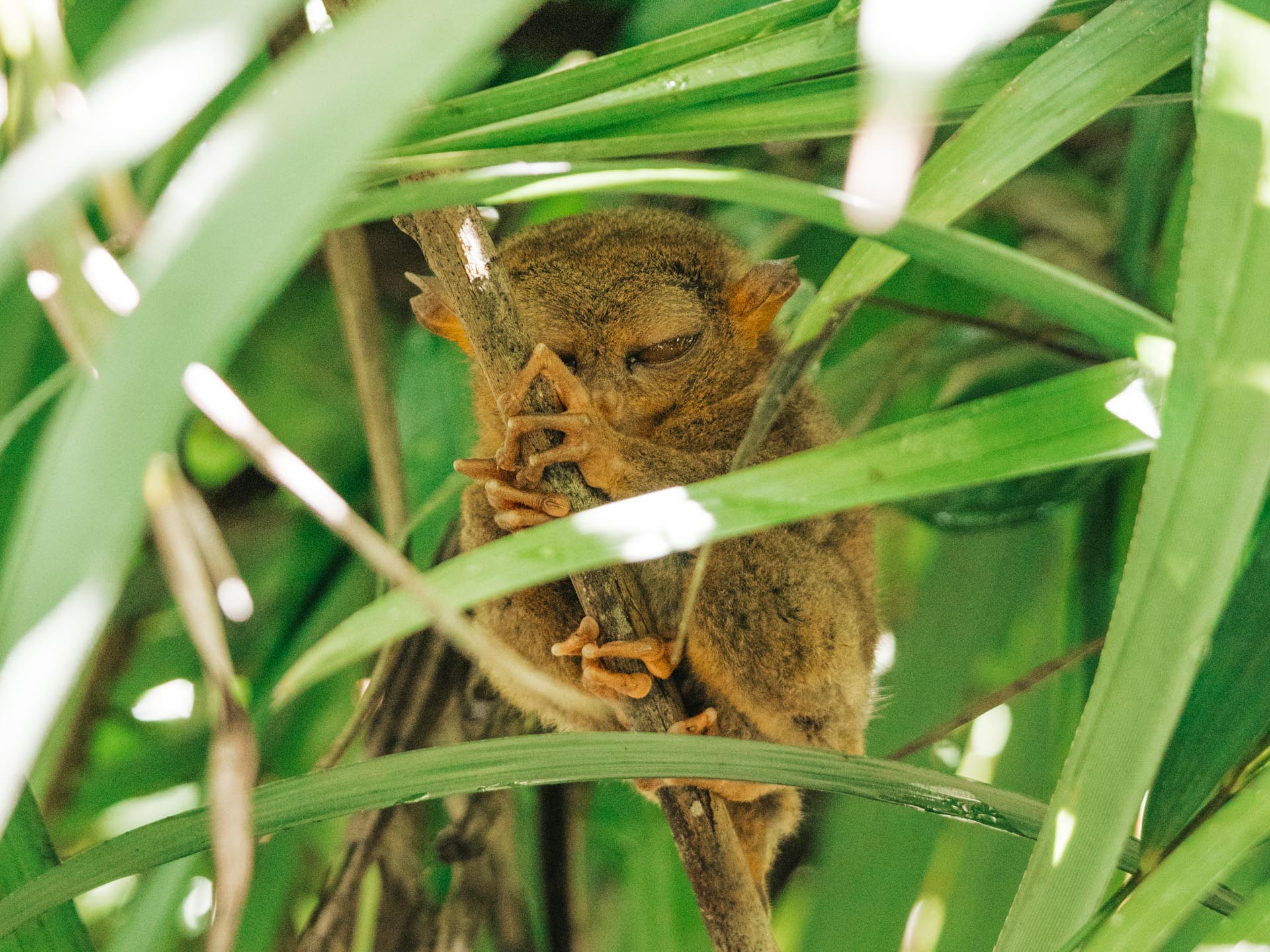 3 Days in Bohol: The Perfect Bohol Itinerary 13 Philippine Tarsier in Bohol
