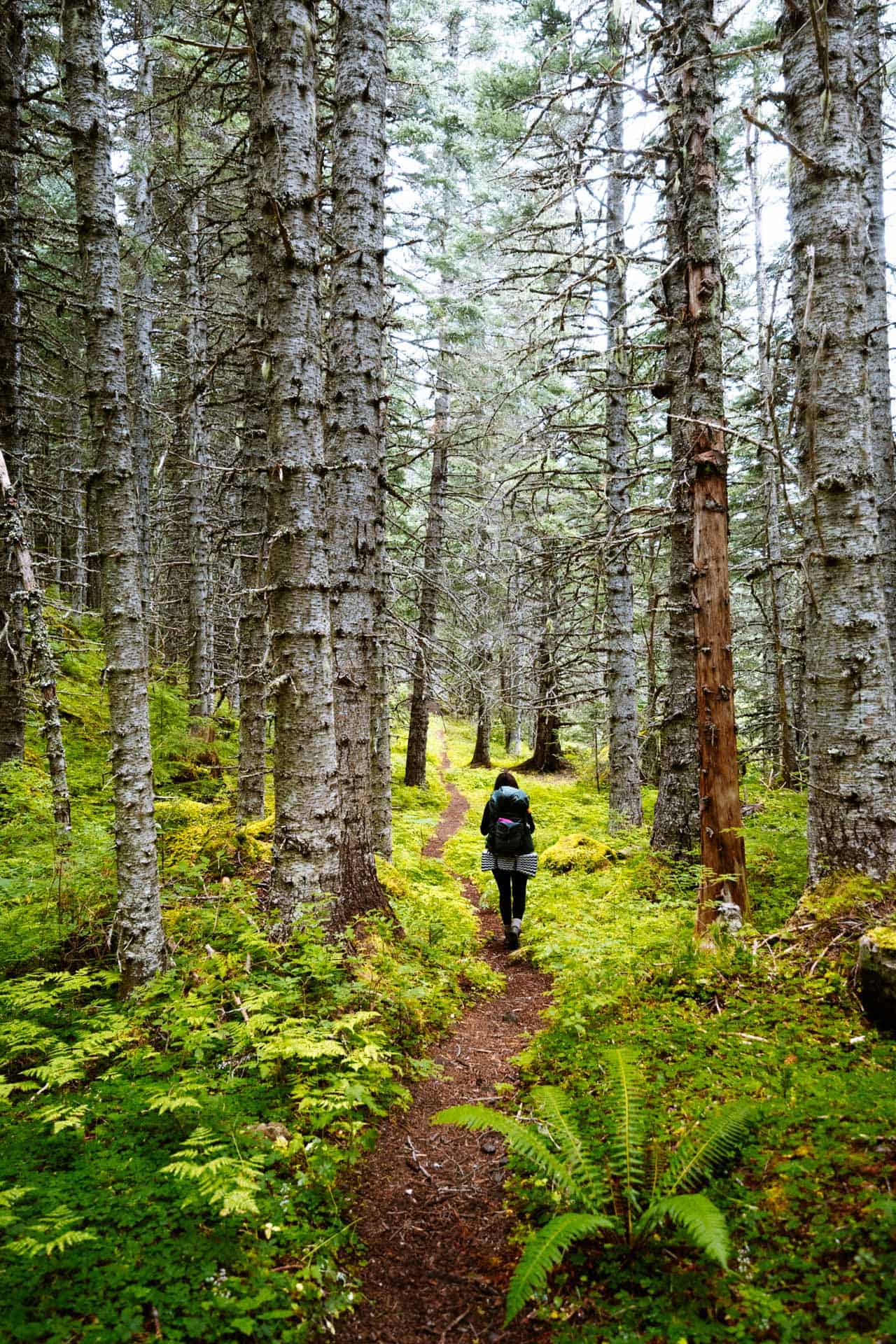 Tubal Cain Trail spruce forest