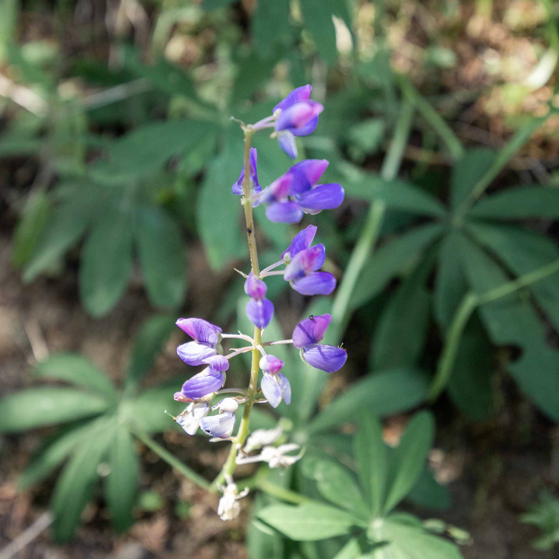 Arctic Lupine