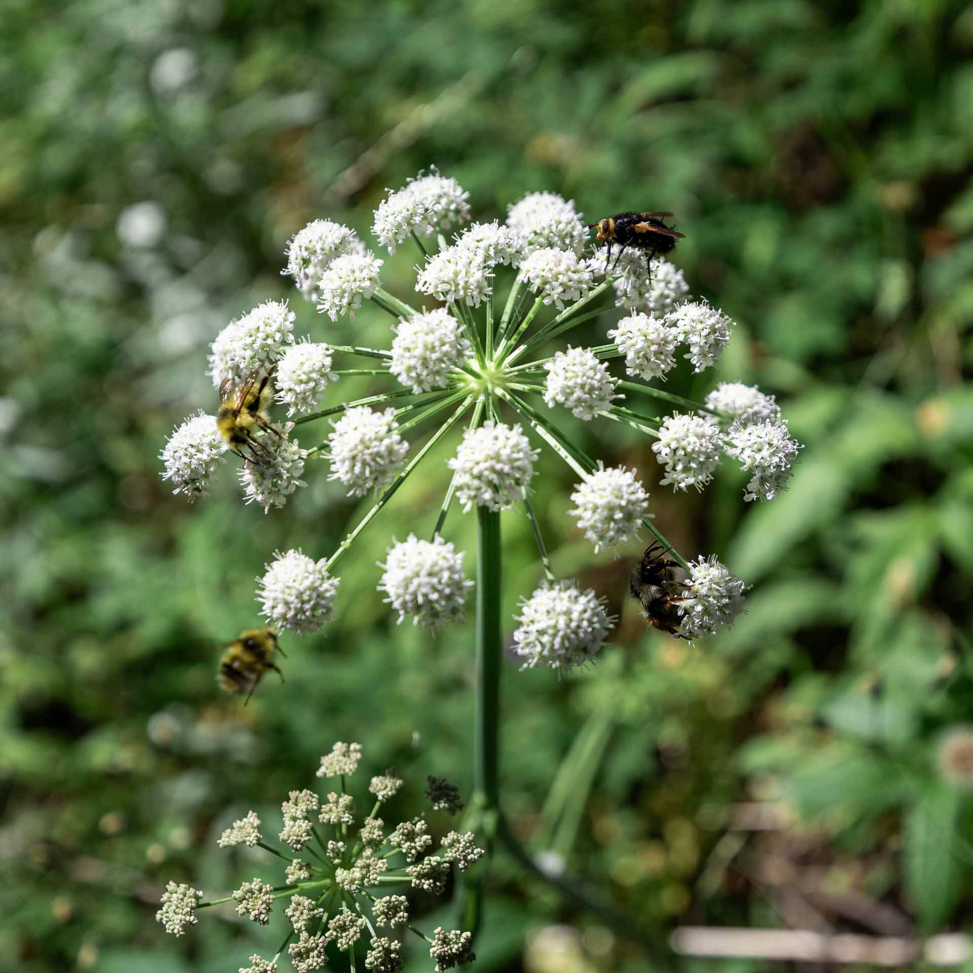 Cow Parsnip