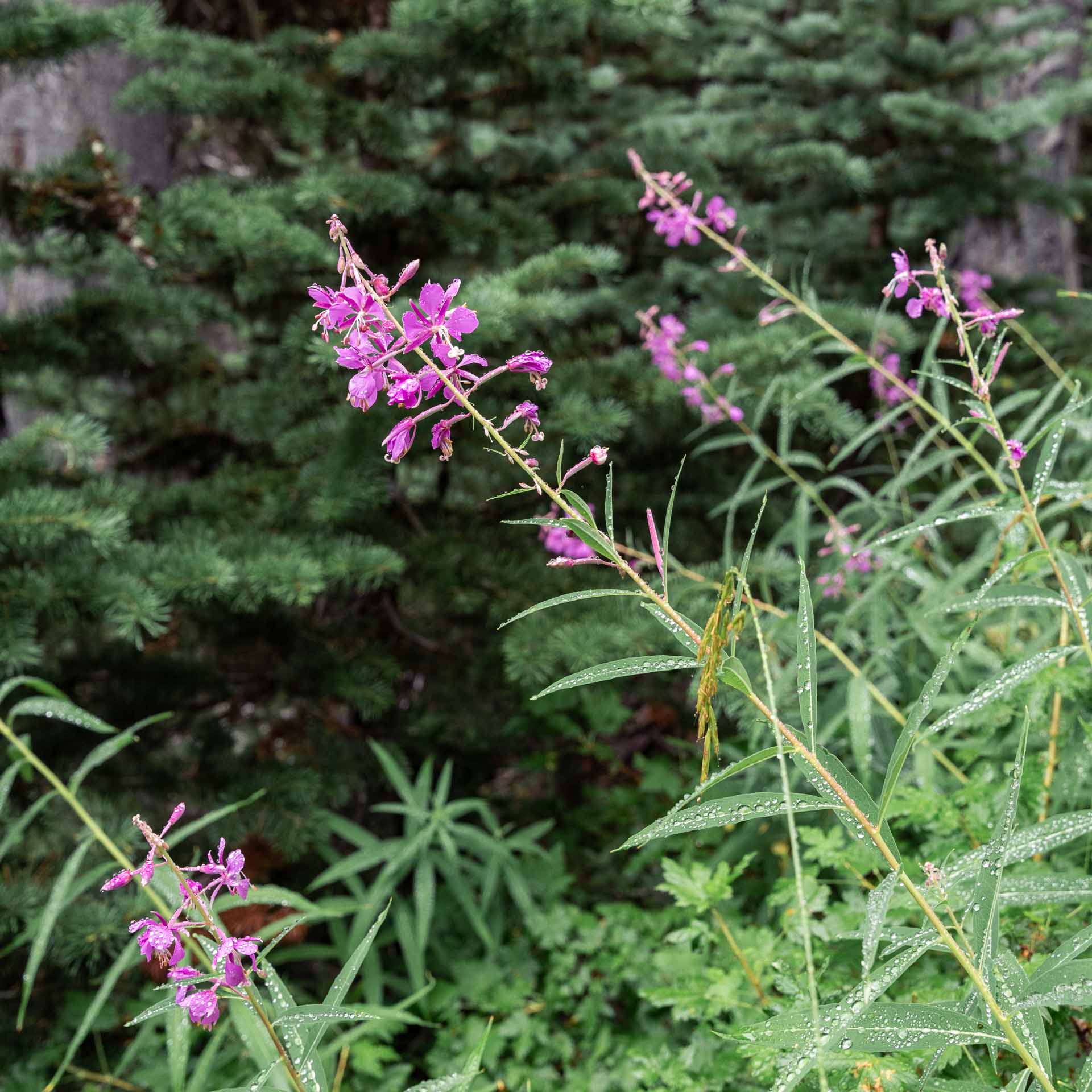 Fireweed