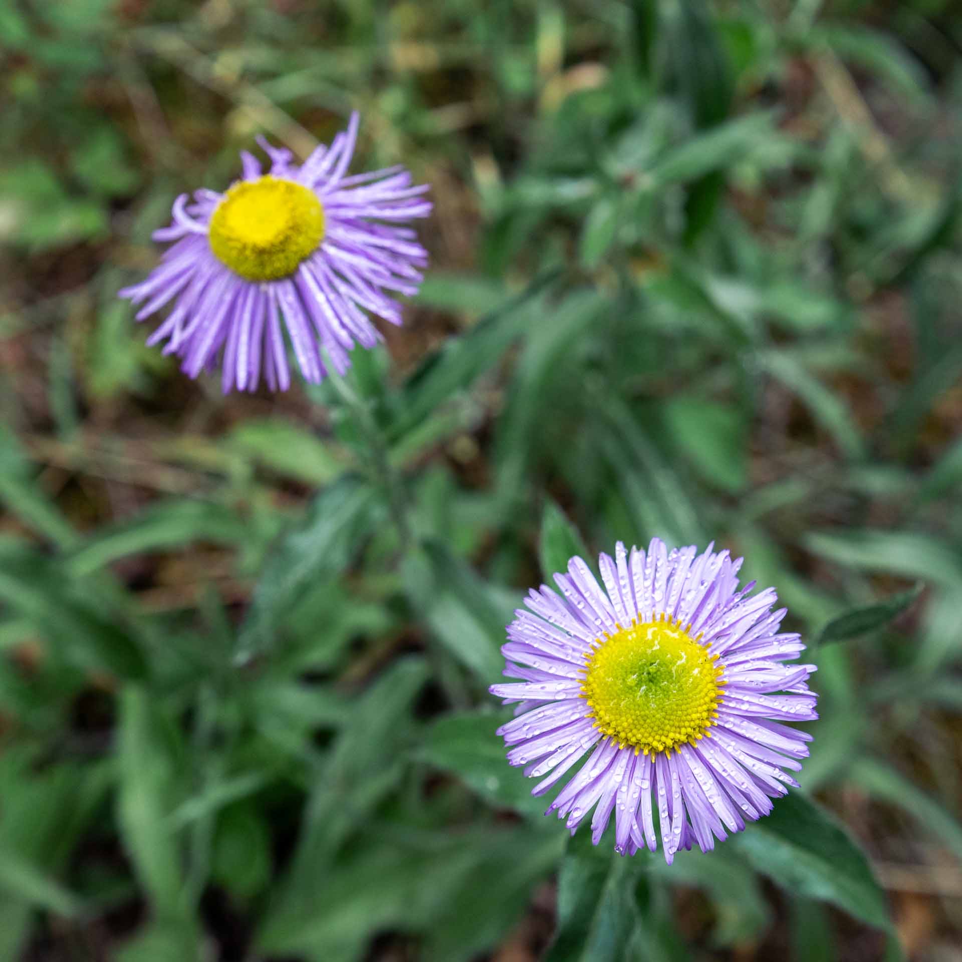 Three nerve fleabane